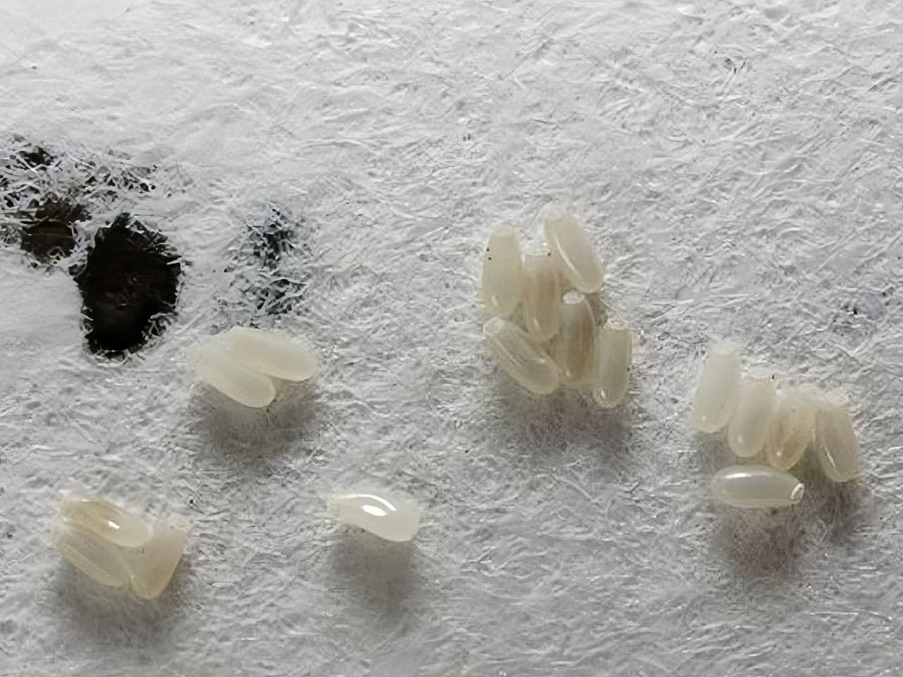 Следы от укусов клопов на постели